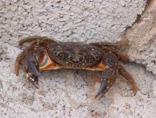 Réf. 280 457 : Eriphia verrucosa